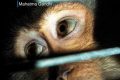 [Ansa] Test animali: Pe, ok a nuove norme sulla vivisezione.