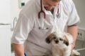 [Cane] Perchè vaccinare il cane?