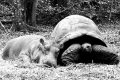 Owen l'ippopotamo e il suo "mammo" adottivo: una tartaruga!