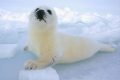 [Comunicato LAV] Cina apre al commercio dei prodotti di foca banditi dall'UE.