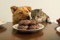 [Inchiesta sul pet food] Cosa diamo da mangiare ai nostri animali?