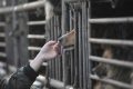 In crescita le leggi cinesi per la tutela animale.