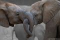 La vita degli elefanti. Quanto sono intelligenti?