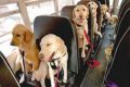 A Brescia i cani possono salire sull’autobus senza pagare il biglietto!