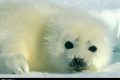 Al bando le pellicce di foca in tre paesi dell'Est.