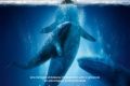 "Qualcosa di straordinario": il film dell'attivista che ha salvato le tre balene.