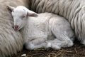 Pasqua: il consumo della carne di agnello diminuisce del 30%.