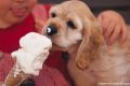 Ice dog: un gelato per cani!