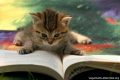 Storie di animali: 10 libri per l’estate.
