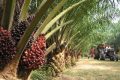 Perchè l'olio di palma è dannoso?