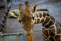 Copenaghen - Uccisa una giraffa "in esubero": non era rara.