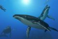 Balene: corte aja ordina al Giappone la sospensione della caccia.