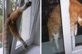 Attenzione alle finestre basculanti o vasistas: trappole mortali per i gatti.