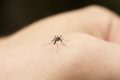 Repellente naturale contro le zanzare